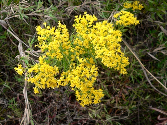 {Euthamia leptocephala}